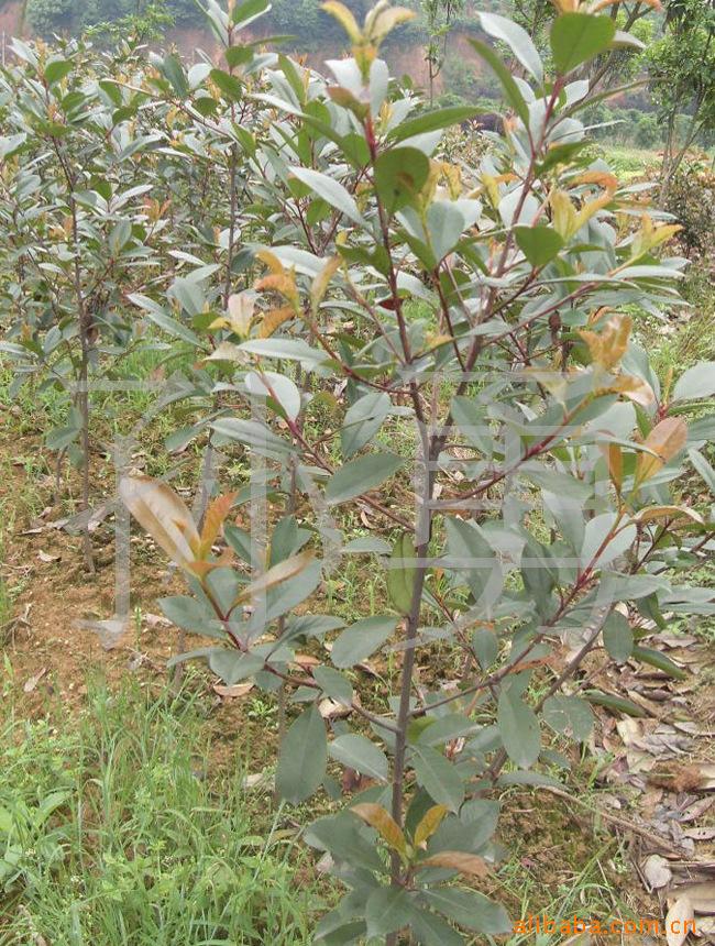 湖南丹桂园优价供应绿化苗木 灌木 1-2公分红叶石楠。