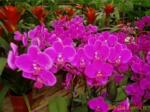 【大量供应鲜花】济南柳泉鲜花速递蝴蝶兰