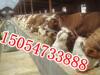 ��ţ��ֳ���� ��ţţ�� ţ����� ��ţţ�� ����ţ��