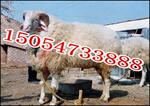 肉羊养殖场 肉羊小尾寒羊 杜泊绵羊肉羊 肉羊养殖 肉牛肉羊