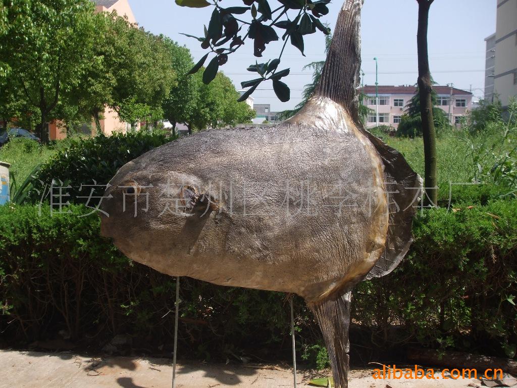 翻车鱼(也称翻车鲀)