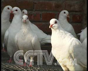 ��������������� һ��׬�ð��� ũҵ�¸��� ���� CCTV7�¸��� �� 