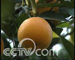 ���ۣ̽���Ͷһ��Ǯ ����׬��Ǯ ũҵ�¸��� ���� CCTV7�¸��� ˮ�� 