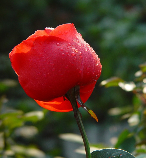 最漂亮的玫瑰花