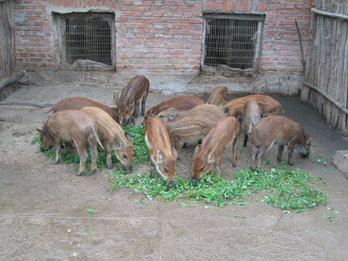 辽宁野猪养殖图片