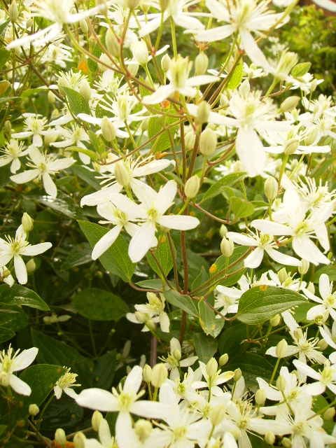 东北铁线莲,中药威灵仙正品中最美丽的一种 - 阿里巴巴商友圈