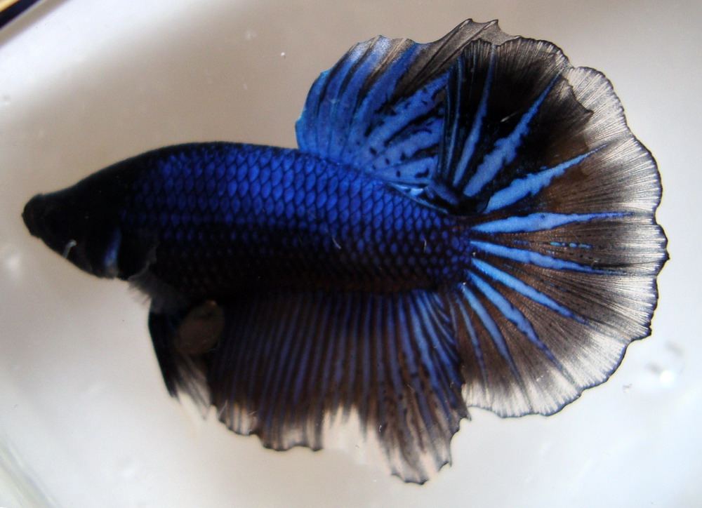 今年新出的半月斗鱼(一)