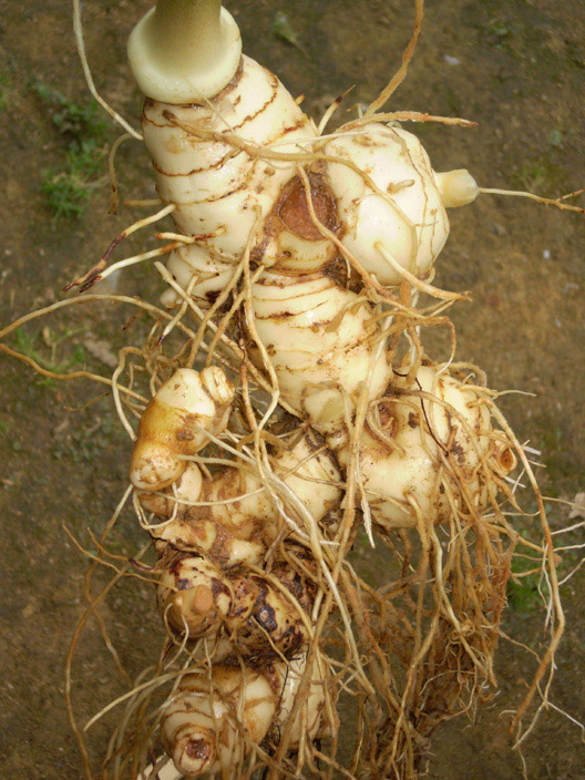 本人几个月前回老家时挖到的一株野生黄精