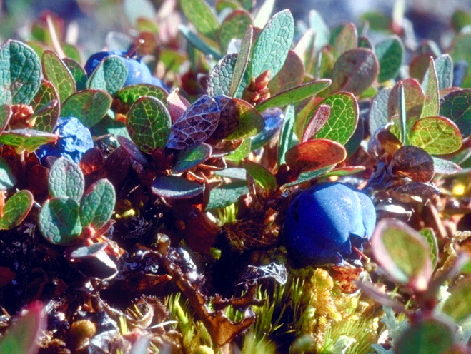 东北越橘属植物图片