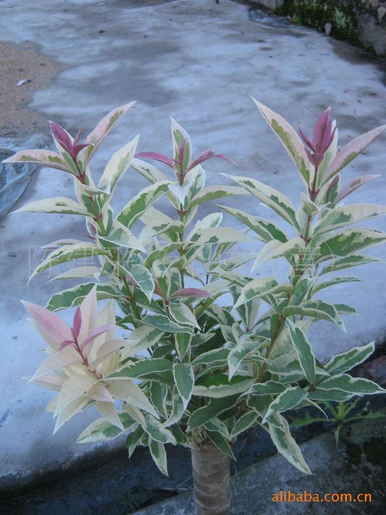 四季桂银边彩叶桂高1米直径34公分珍贵品种量大优惠