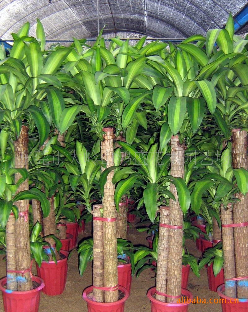 东莞大岭山鸿盛花木园艺场销售室内观叶植物送货上门