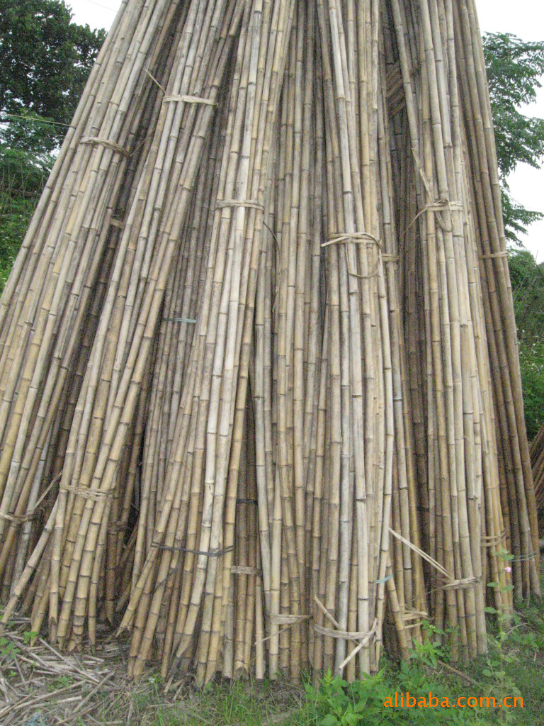 大量供应优质小毛竹(规格:2.8米)