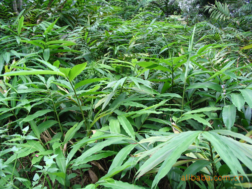 【砂仁的功效介绍】