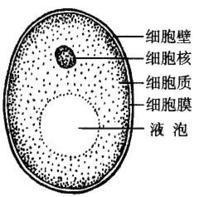 酵母菌出芽生殖手绘图图片
