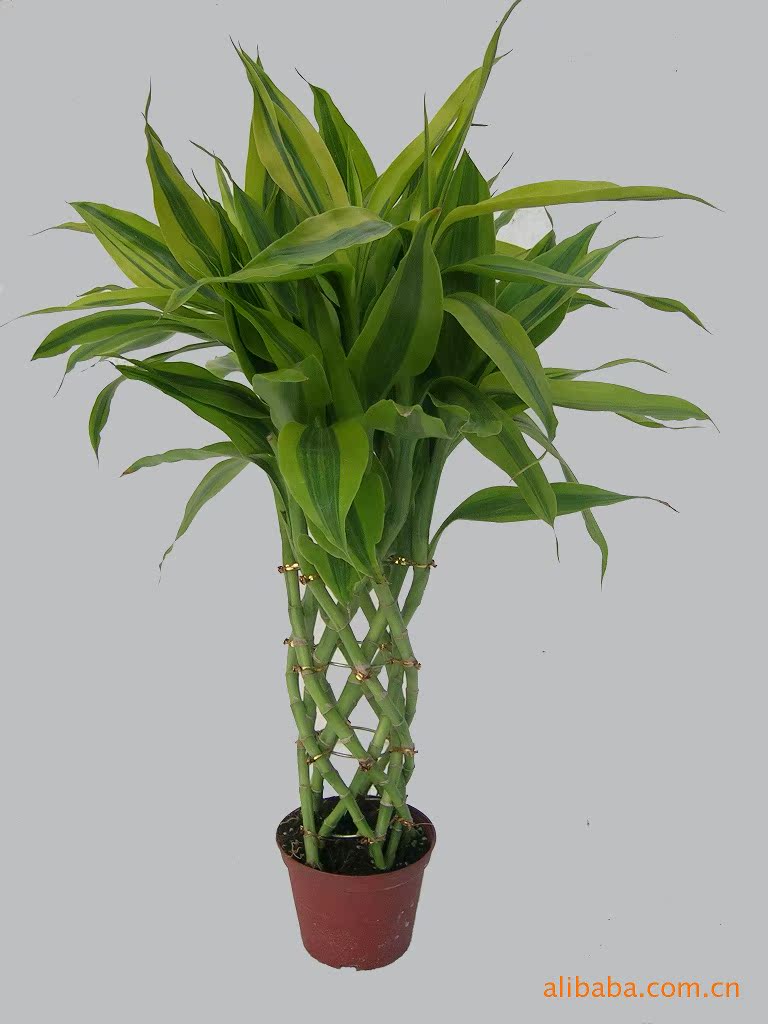 供应富贵竹 扇形 —室内观叶花卉