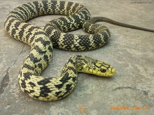 德清张氏---活体王锦蛇