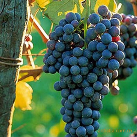 山东直供 供应紫珍香葡萄苗抗*成熟早丰产耐运输