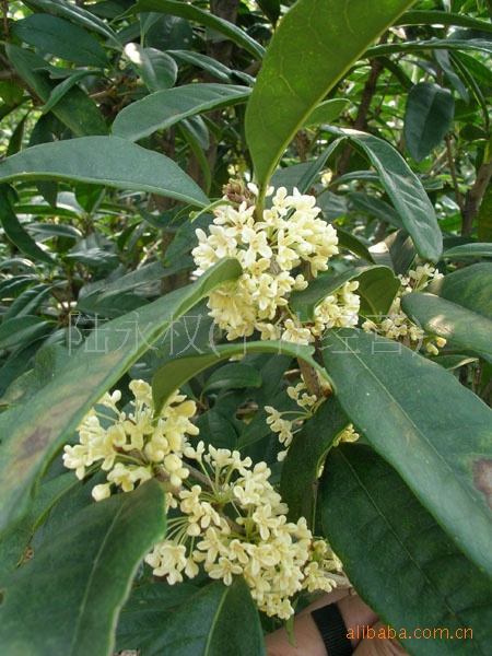 花期长(每年180天开花)盆景桂花小苗--佛顶珠