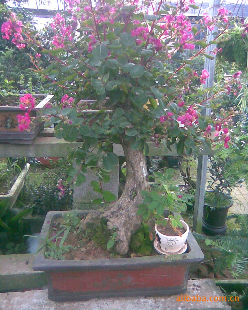 紫穗槐盆景图片图片