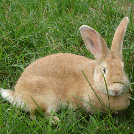 大量供应福建黄兔 活兔 黄兔