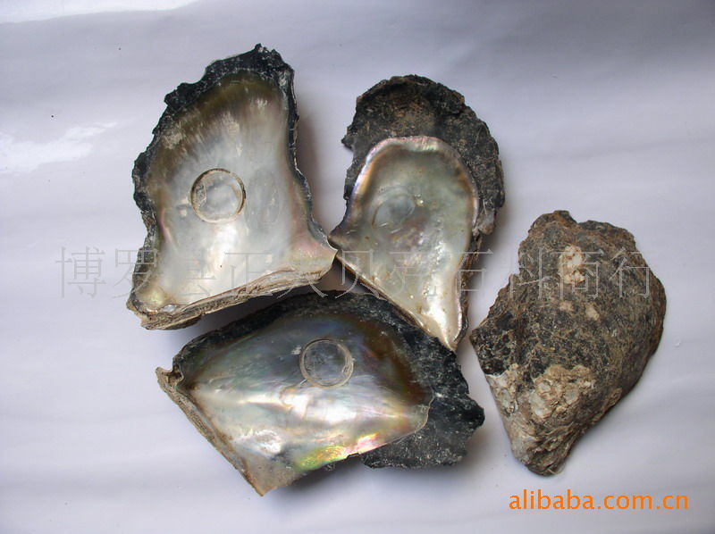 供应企鹅贝壳纸(正大贝壳供应企鹅贝纸)图片_7