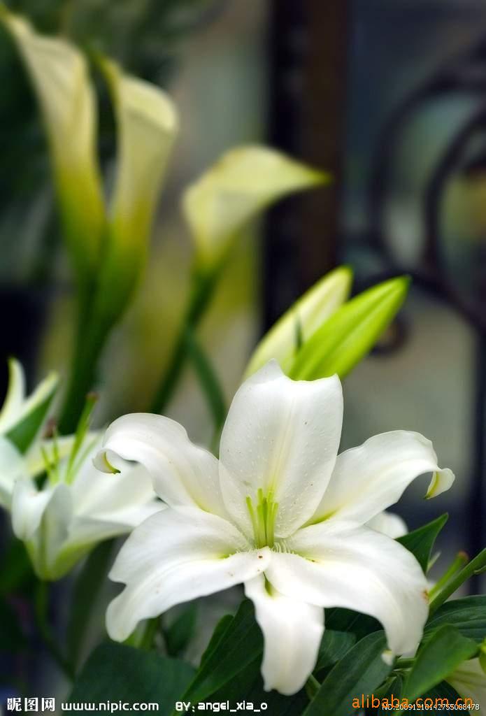 批发百合花 两头多头白色百合花西伯利亚 10支/扎