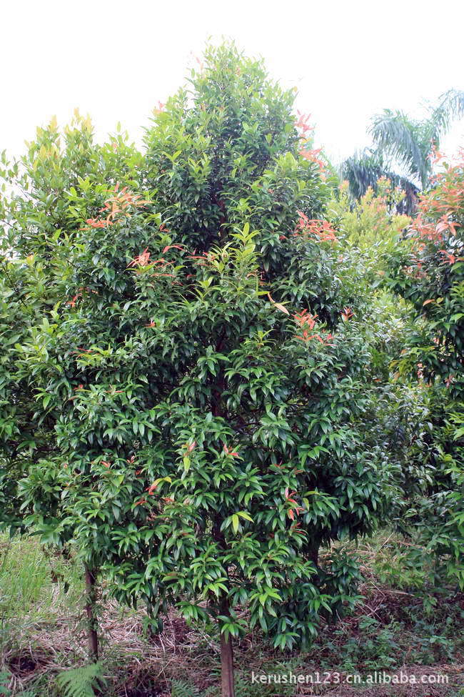 [绿林园艺]出售红楠木(红车木),数量200 ,胸径2-10cm,高度2-5m.