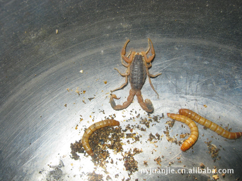 【谈天说地】客户家里罕见的双尾巴野生蝎子yc