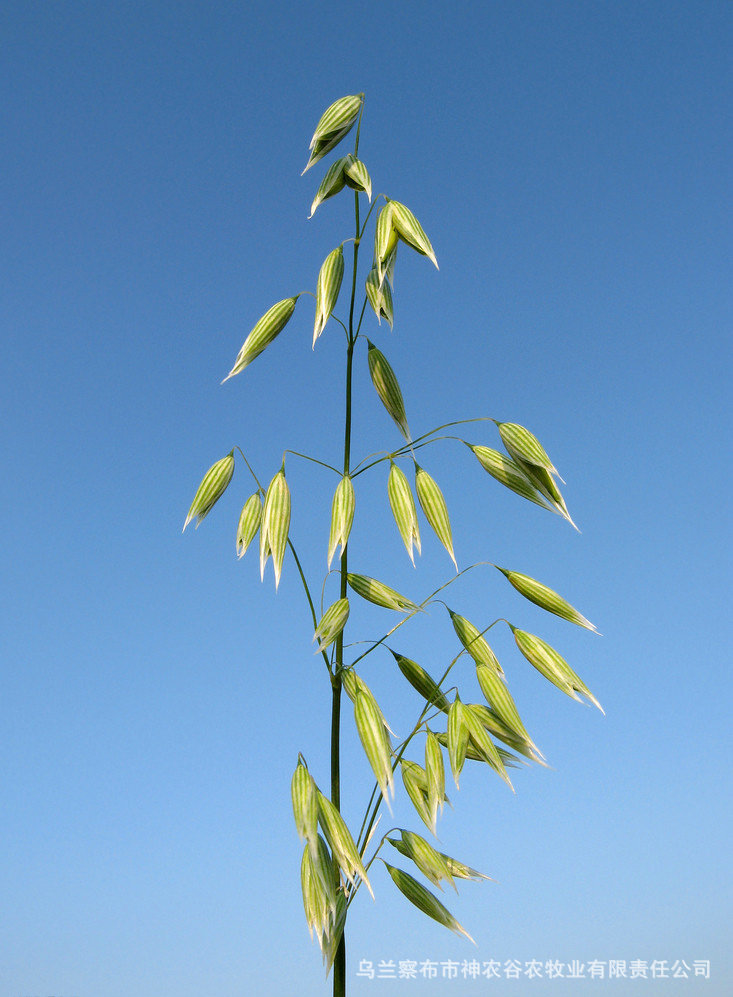 乌兰察布莜麦(燕麦)naked oats 合作种植/订单种植