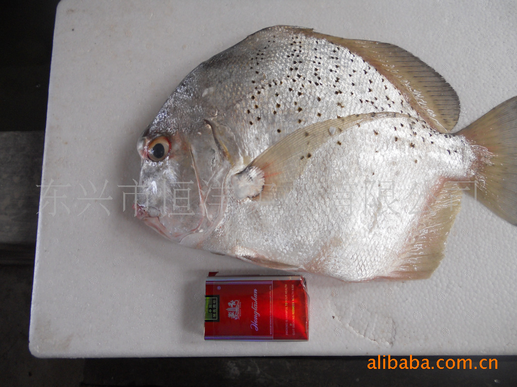 供应优质 北部湾 冰鲜 花鲳鱼图片_3