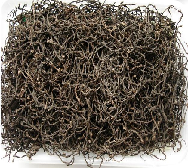 特级核桃花 有大货