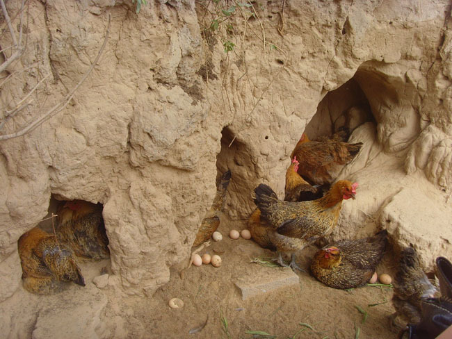 鸡中珍品――虫子鸡