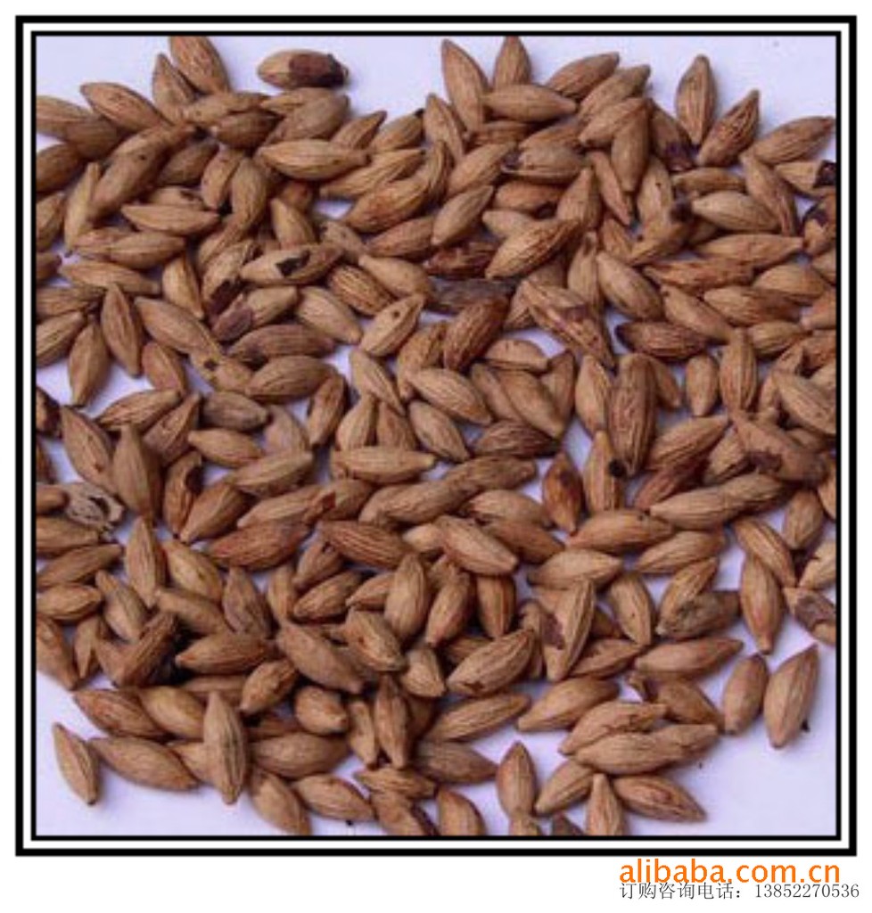 大量出售2011桂花籽,已经去壳,品种优良,陈先生