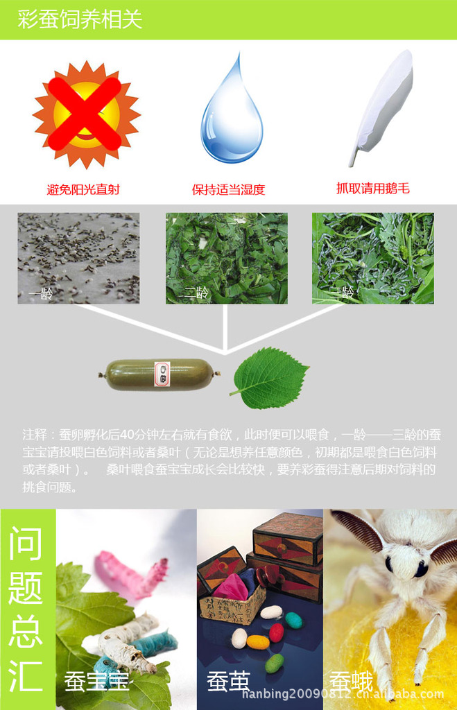 彩色蚕宝宝饲料(5根套装),蚕卵,养蚕手册,蚕宝宝培育盒蚕宝宝