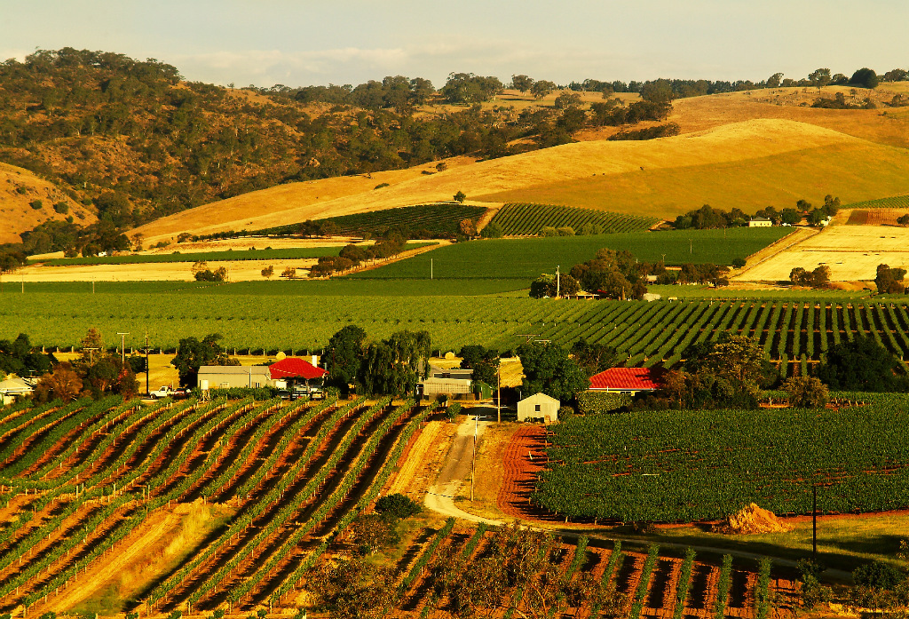澳大利亚南部巴罗莎谷barossa西拉shiraz 原装进口 批发供应