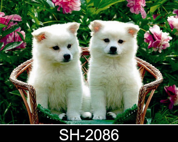 专业订做3d动物立体画,光栅画,高清三维立体画,pet3d工艺画