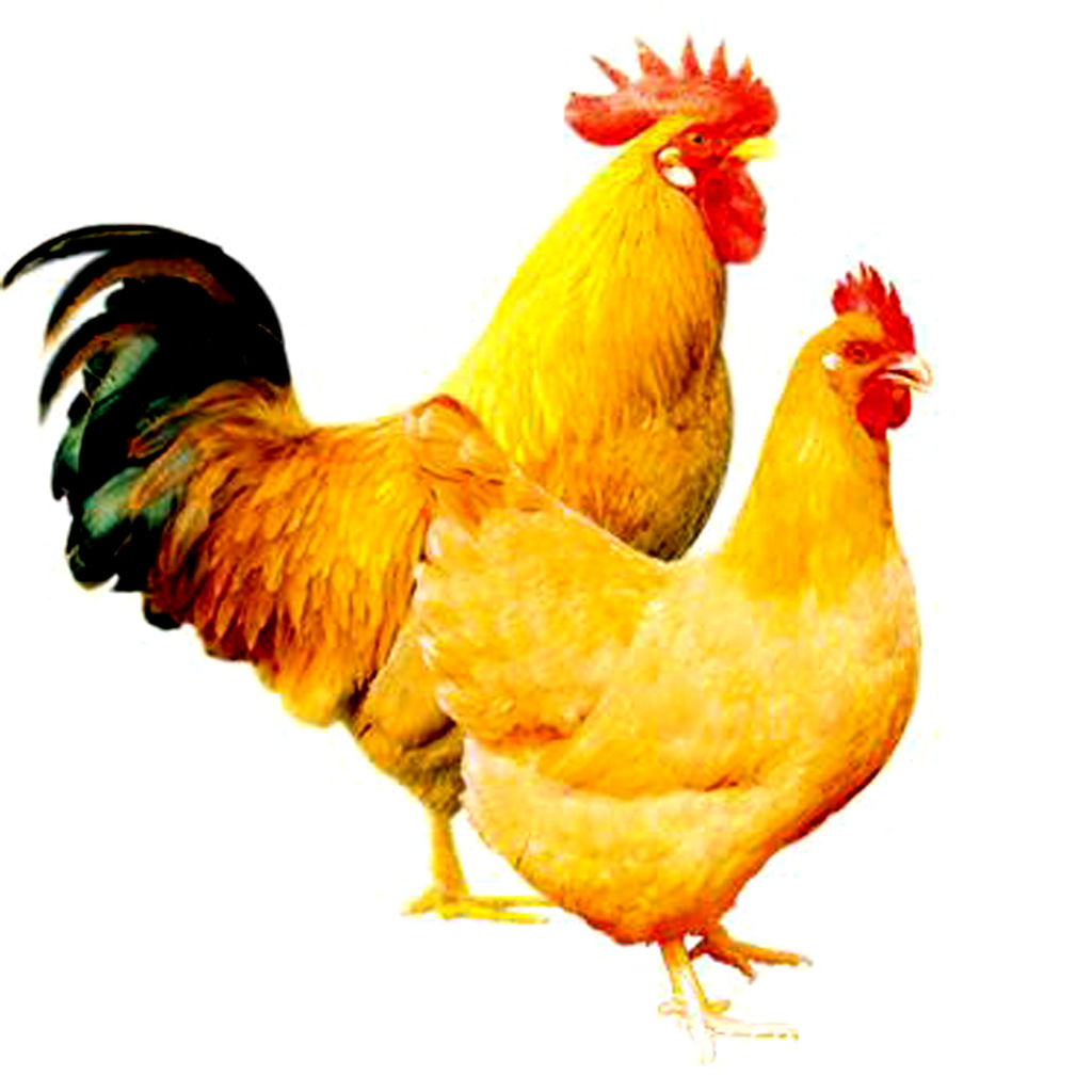 销售大量三黄鸡 三黄鸡幼苗