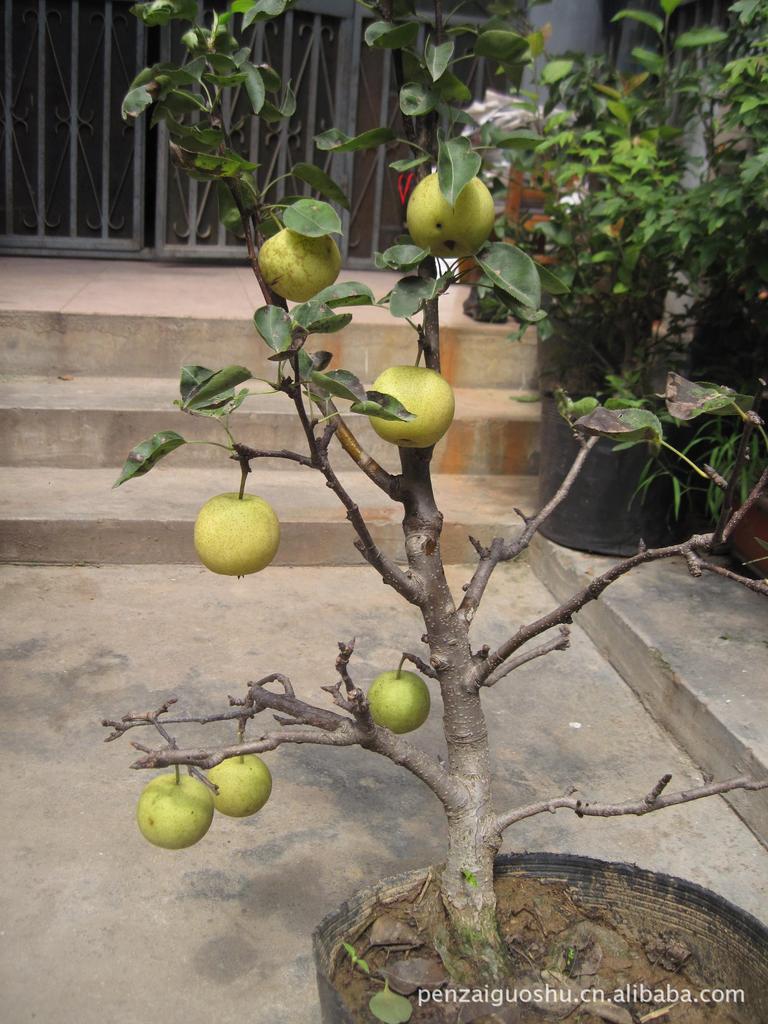 果树小盆栽——供应黄金梨盆景