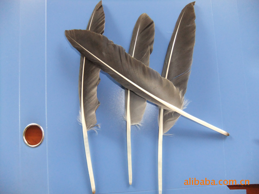 《优质》鹅大刀翎毛!