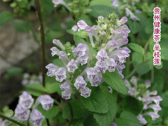 半枝莲 韩信草 植物原药材 野生植物原药材 野生植物原药材