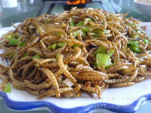 致富项目 特种养殖 大麦虫 也叫超级黄粉虫 投资少 效益高 免费技术