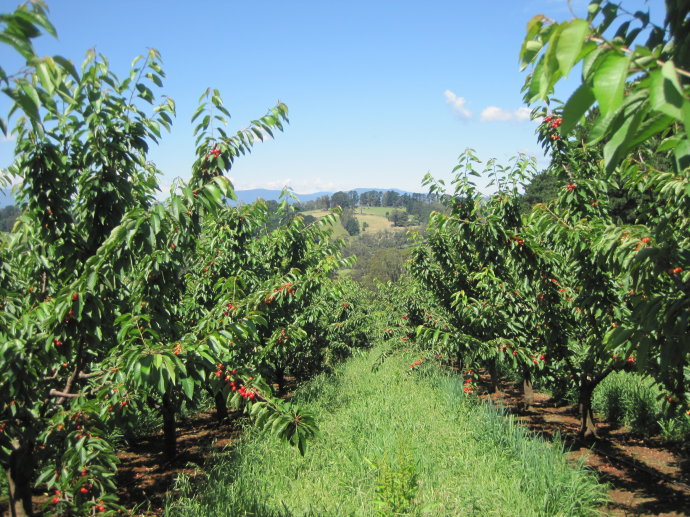中国第一樱桃园产地直销,最甜最美味烟台红,黄大樱桃批发