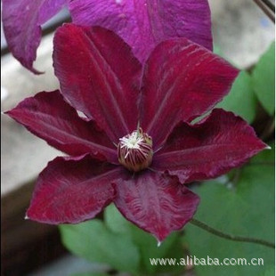 铁线莲种根 红衣主教 耐热芳香 爬藤植物