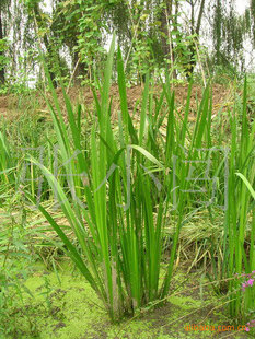 草花13853644105          常年供应销售绿化苗木 红叶小檗 草花