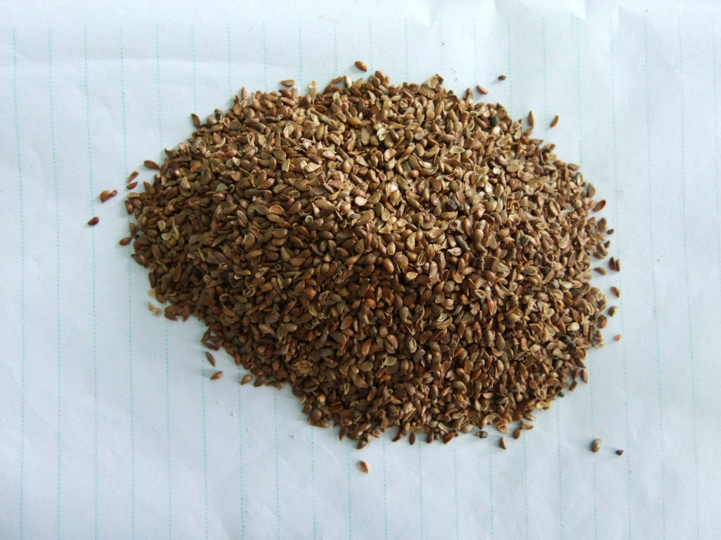 优质杏核,山杏核,杏树种子,欢迎大家来电咨询.图片_10