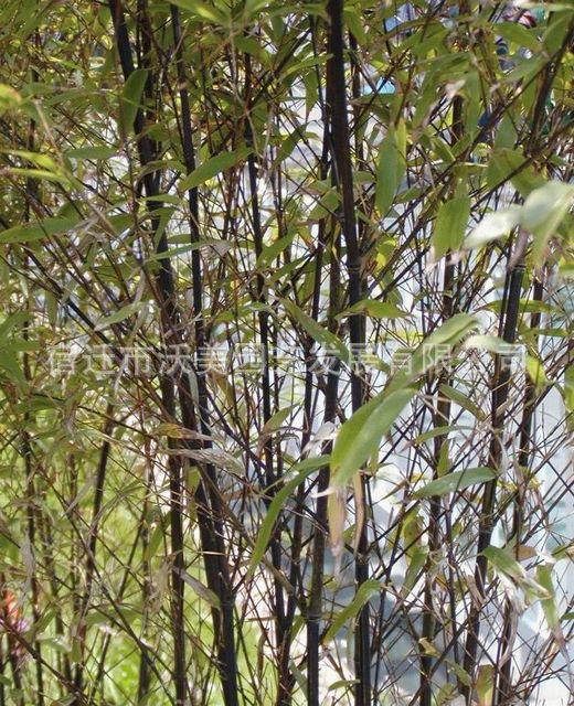 供应紫竹,紫竹苗,黑竹苗,别名黑竹,紫竹基地,沭阳竹子