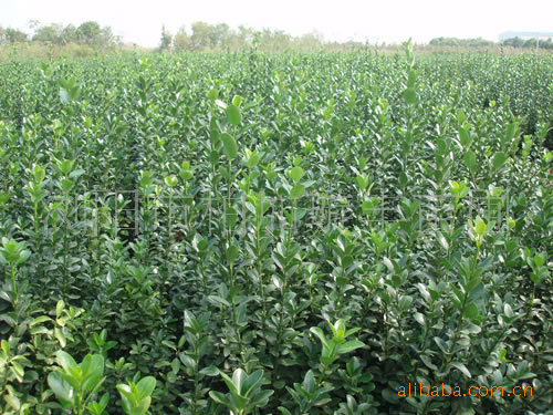 大量供应绿化花木四季青球工程绿化苗木推荐四季青精品球形