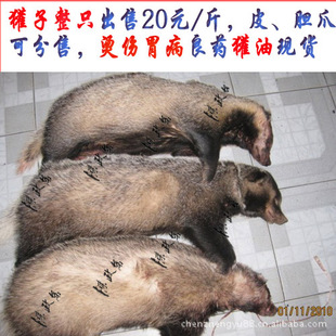 供应獾肉(獾子肉)20元一斤新货2014年
