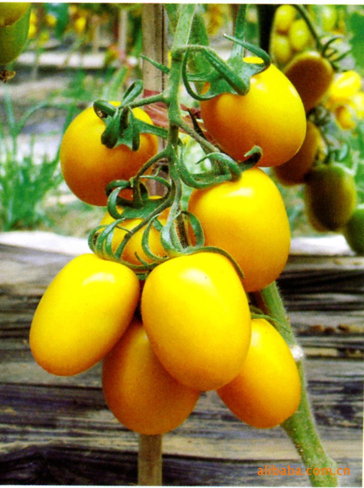 珍珠小番茄种子---台湾金铃