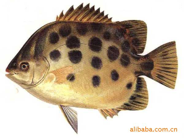 大量供应金鼓鱼苗,金钱鱼苗